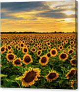 Sunflower Sunset Canvas Print