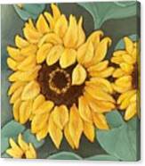 Sunflower Time Canvas Print