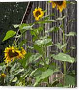 Sunflowers And Old Barn Canvas Print