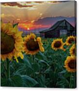 Sunflowers And The Old Barn Canvas Print