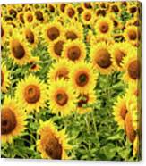 Sunflowers As Far As The Eye Can See Canvas Print