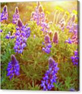 Sunkissed Canvas Print