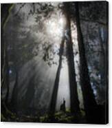 Sunlight In The Forest Canvas Print