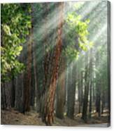 Sunlight Though A Ponderosa Pine Forest, Wawona. Early Morning L Canvas Print