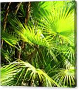 Sunlit Palms -1 Canvas Print