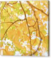 Sunny Day Aspen Ii Canvas Print