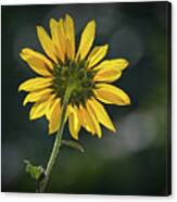 Sunny Sunflower Following The Sun Canvas Print