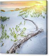 Sunset And Driftwood At The Gulf Islands National Seashore Canvas Print