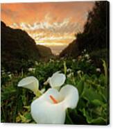 Sunset Over The Flowers Canvas Print