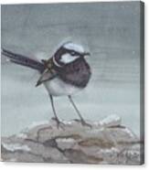 Superb Fairy Wren Canvas Print