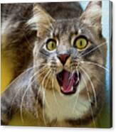 Surprised Cat In Mahahual, Mexico Canvas Print