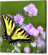 Swallowtail Butterfly Dream Canvas Print