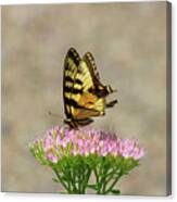Swallowtail Butterfly Endures Canvas Print
