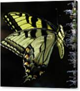 Swallowtail Butterfly Canvas Print