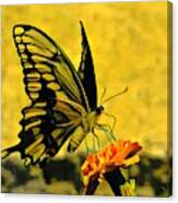Swallowtail On Marigold Canvas Print