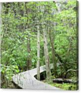 Swamp Twisting Boardwalk 3 Canvas Print