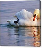 Swan Floating At Twilight Canvas Print