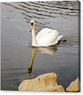 Swan On Water Canvas Print