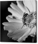 Sweat Bee And Coreopsis Blossom Canvas Print