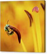 Sweat Bee On Lily Canvas Print