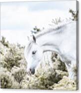 Sweet Dreams - Horse Art Canvas Print