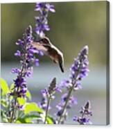 Sweet Hummingbird In The Salvia Canvas Print