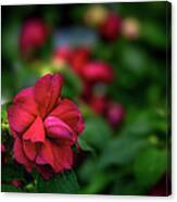 Sweet Little Impatiens Canvas Print