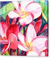 Sweet Plumeria 3 Canvas Print