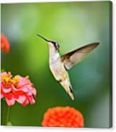 Sweet Promise Hummingbird Canvas Print