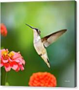 Sweet Promise Hummingbird Square Canvas Print