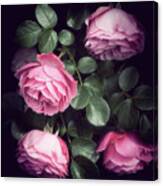 Sweet Roses Canvas Print