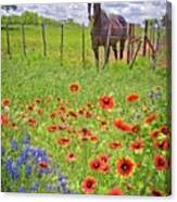 Sweet Times In The Hill Country Canvas Print