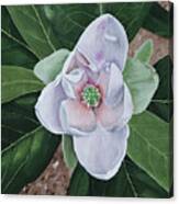 Sweetbay Magnolia Canvas Print
