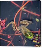 Swimming Frog Canvas Print