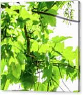 Sycamore Leaves In Lit By Sunlight Summer Canvas Print