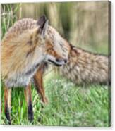Tail Of The Fox Canvas Print