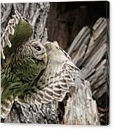 Taking Off - Mama Barred Owl Canvas Print