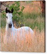 Tall Summer Grass Canvas Print