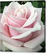 Tea Rose Canvas Print