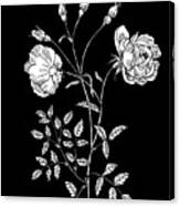 Tea Rose On Black Canvas Print