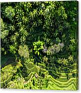 Tegallalang Rice Terrace Aerial Bali Indonesia Canvas Print