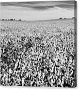 Tennessee Cotton Fields Panorama In Black And White Canvas Print