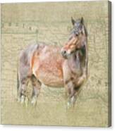 Territory Horse Canvas Print