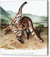 Texan Lynx. John Woodhouse Audubon Illustration Canvas Print