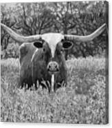 Texas Longhorn In Black And White Canvas Print