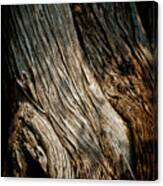 Texture Of Wood Canvas Print