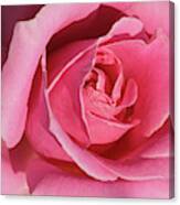 The Beauty Of The Rose Canvas Print