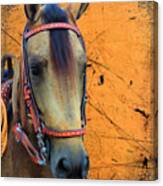 The Beauty That Is A Paso Fino Horse Canvas Print