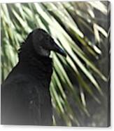 The Black Vulture Canvas Print