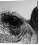 The Camels Eye Canvas Print